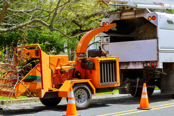 Best Hazardous Tree Removal  in White Oak, TX